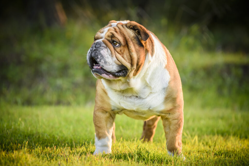 Buldog angielski