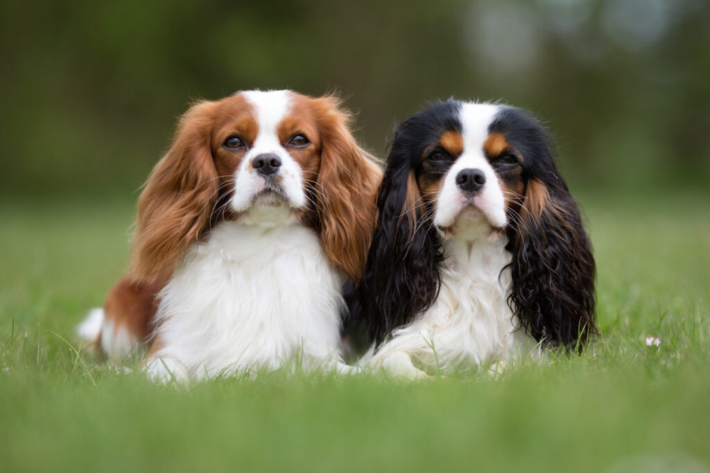 Cavalier