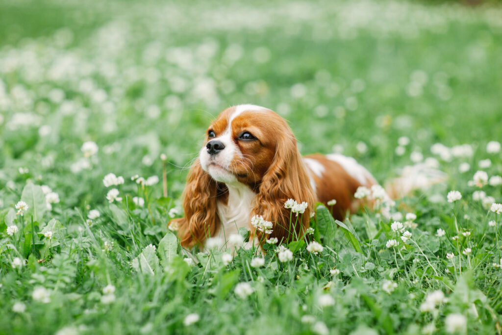 CollectA Cavalier King Charles Spaniel Figur – 6 X 4 Cm, Lebensecht, Phthalatfrei – Spielzeugtier Für Kinder Und Sammler
