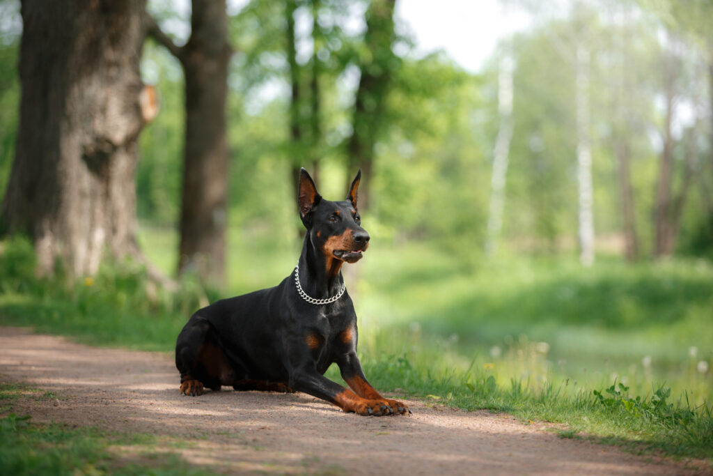 Doberman