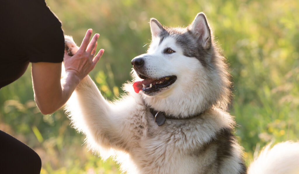 Husky
