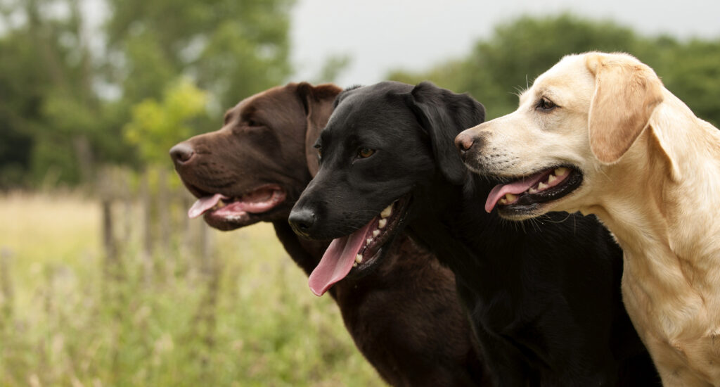 Labrador