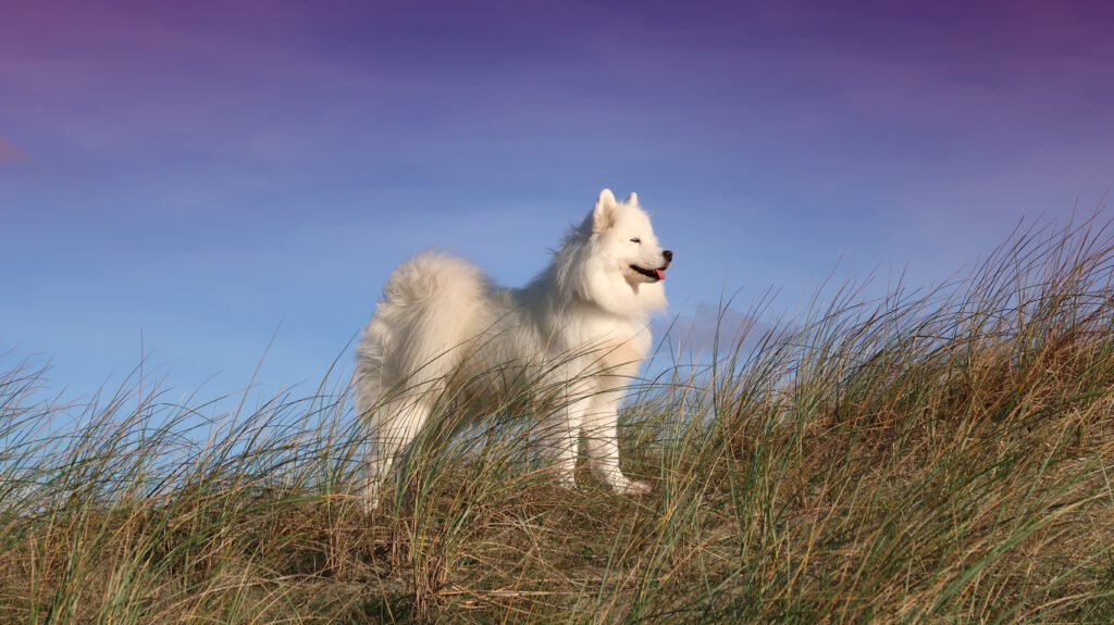 Samoyed
