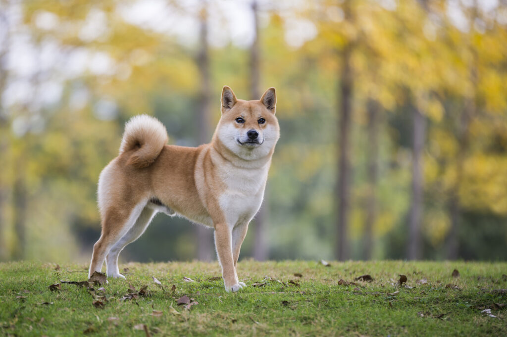 Shiba Inu