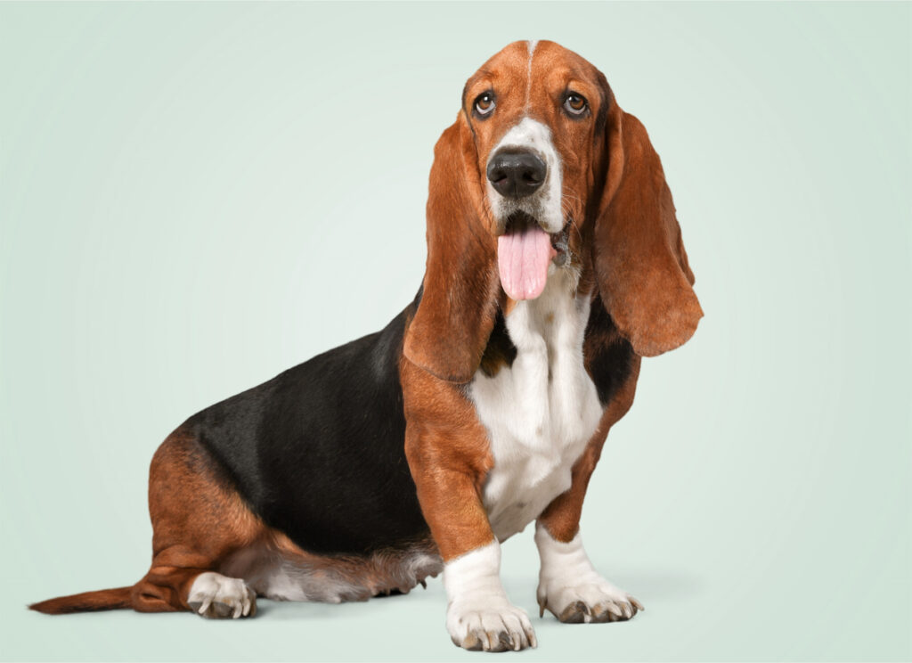 Basset