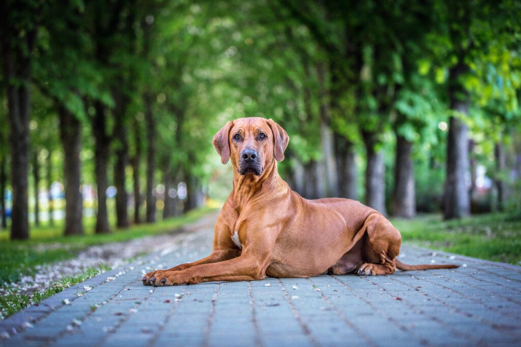Tan Rodesian Ridgeback Rhodesian Ridgeback - opis rasy i najważniejsze informacje