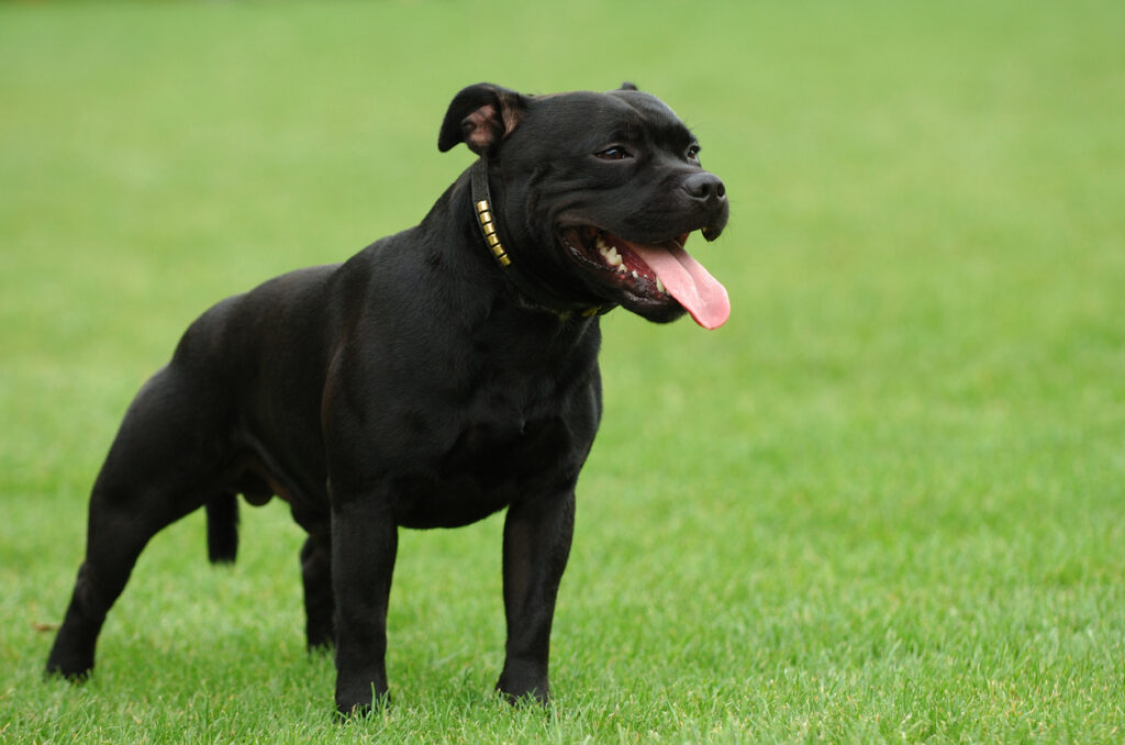 Staffordshire Bull Terrier Staffik Opis Rasy I Informacje Staffordshire Bull Terrier Staffik Opis Rasy I Informacje