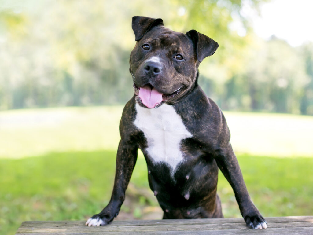 Staffordshire Bull Terrier Staffik Opis Rasy I Informacje Staffordshire Bull Terrier Staffik Opis Rasy I Informacje