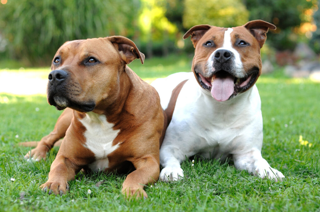 Staffordshire Bull Terrier Staffik Opis Rasy I Informacje Staffordshire Bull Terrier Staffik Opis Rasy I Informacje