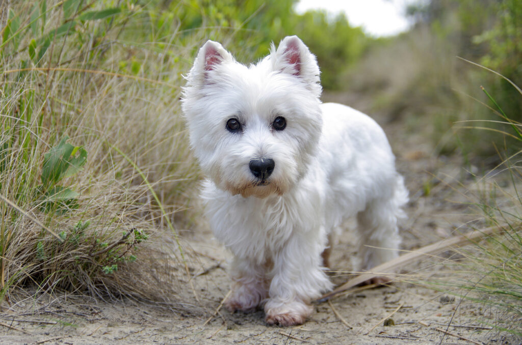 West Highland White Terrier