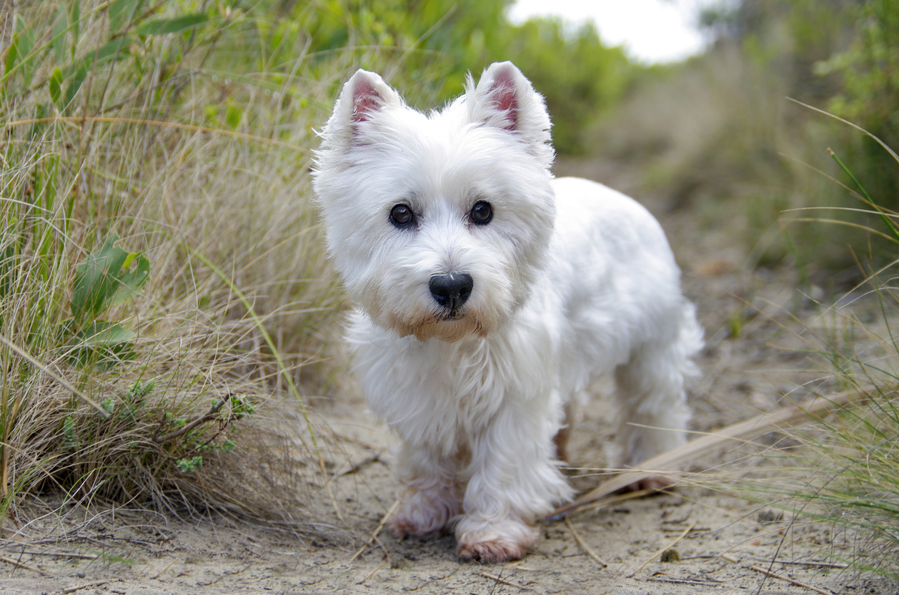Fresh Look at West Highland White Terrier Opis Rasy I Najważniejsze Informacje