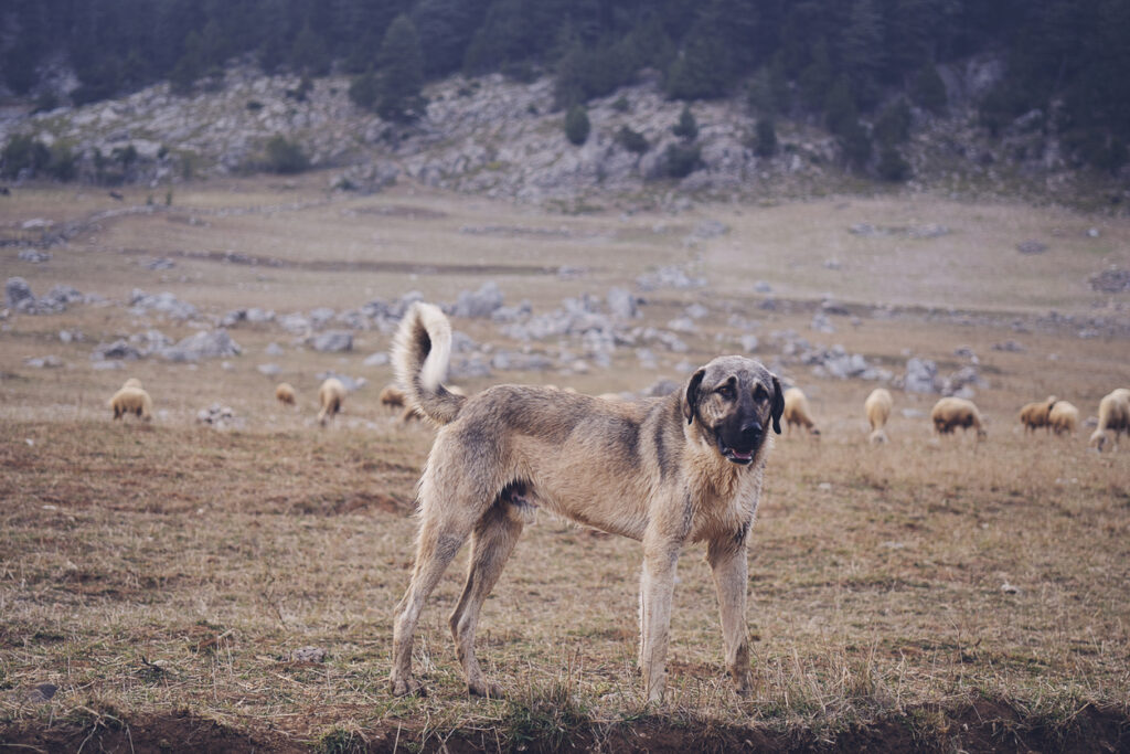 Kangal